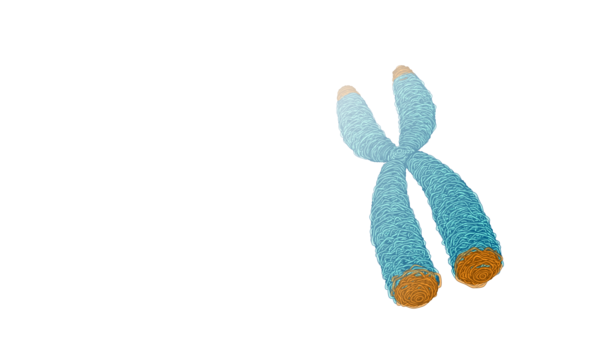 Telomere