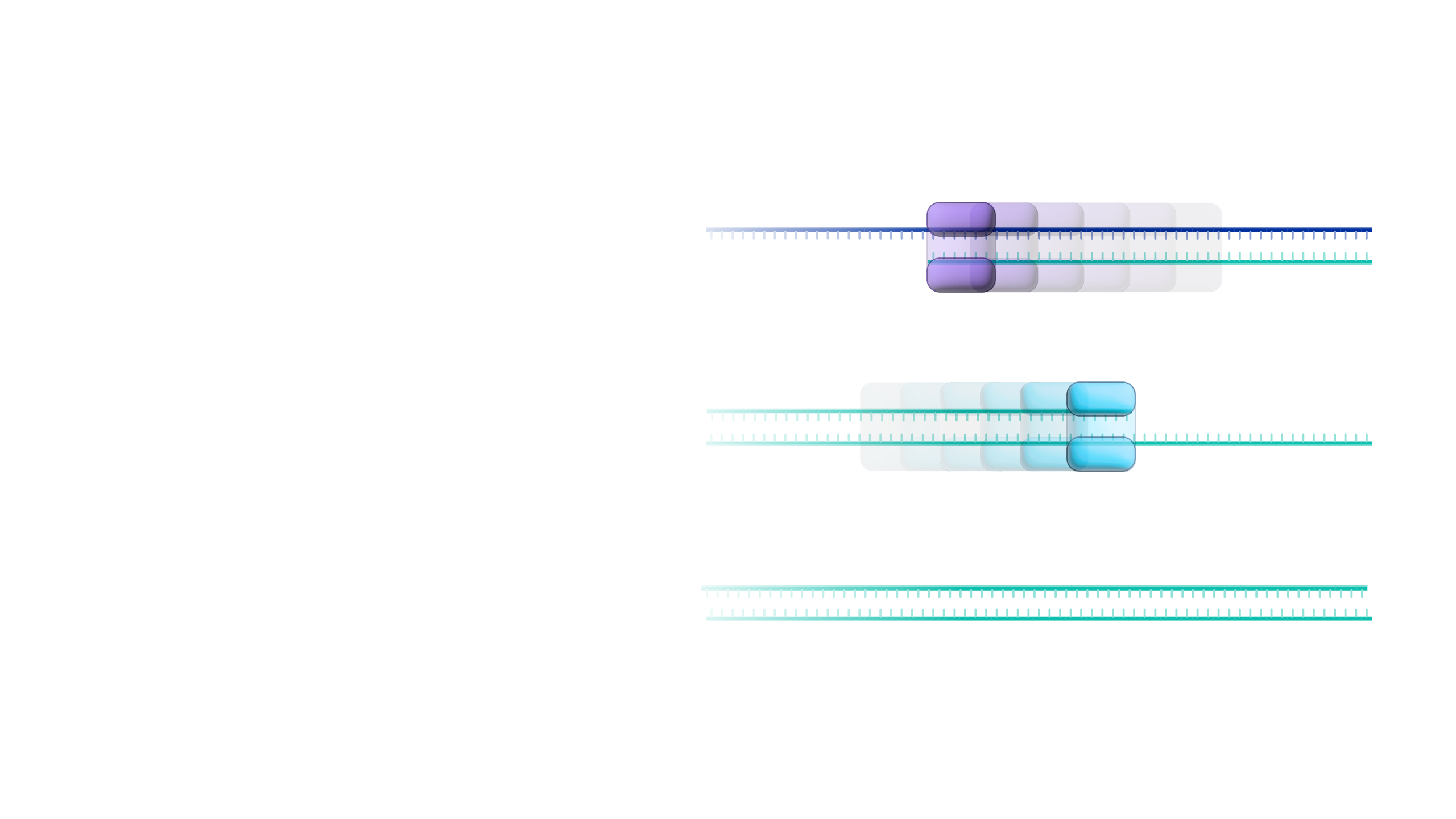 Copy DNA (cDNA)