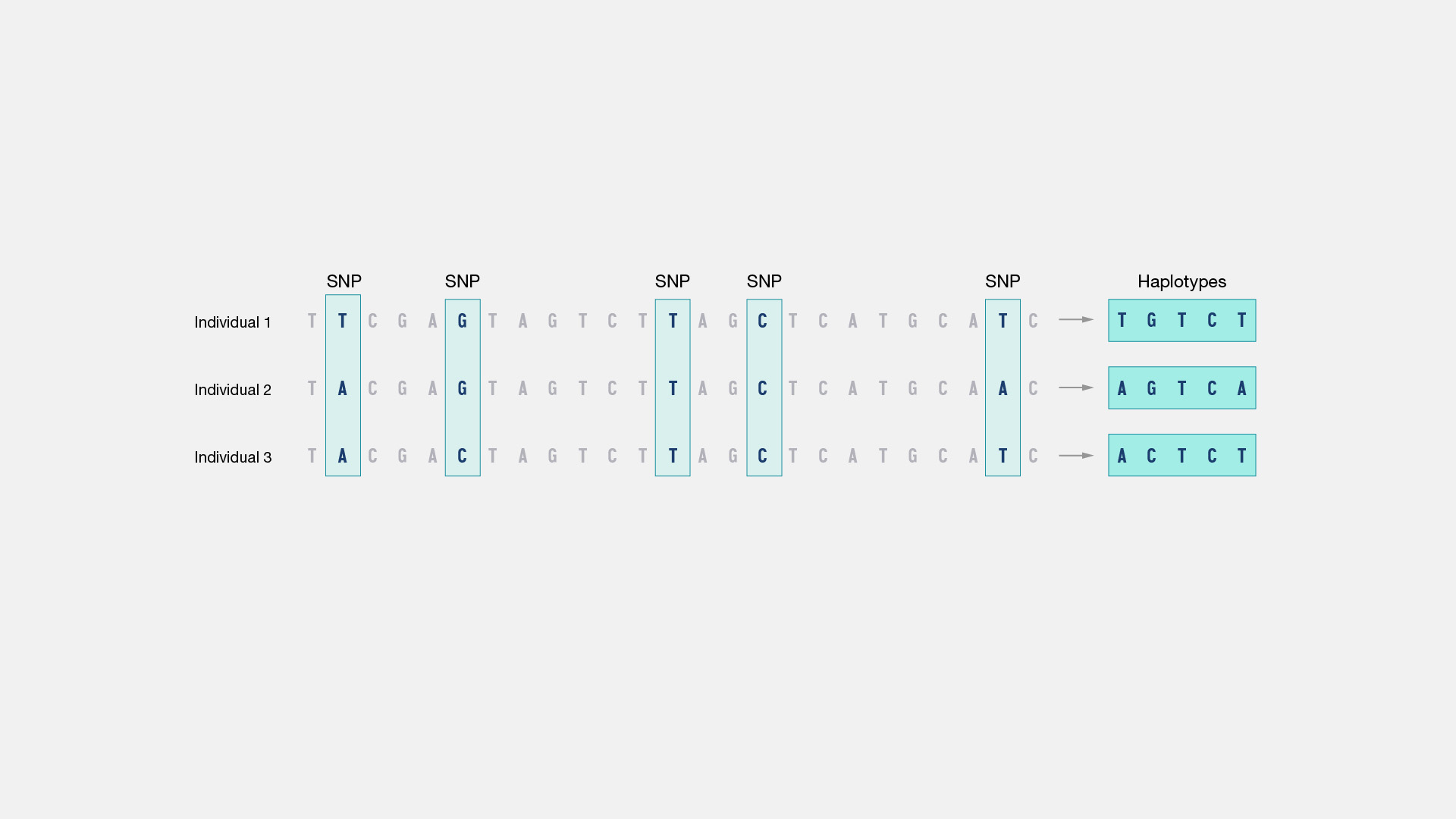  Haplotype