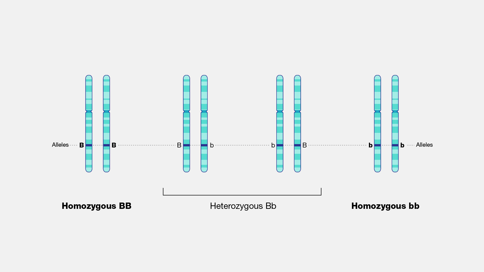  Homozygous