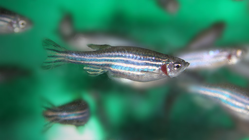 Zebrafish