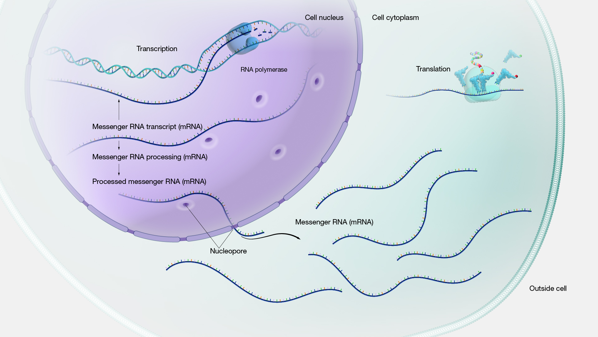  Gene Expression