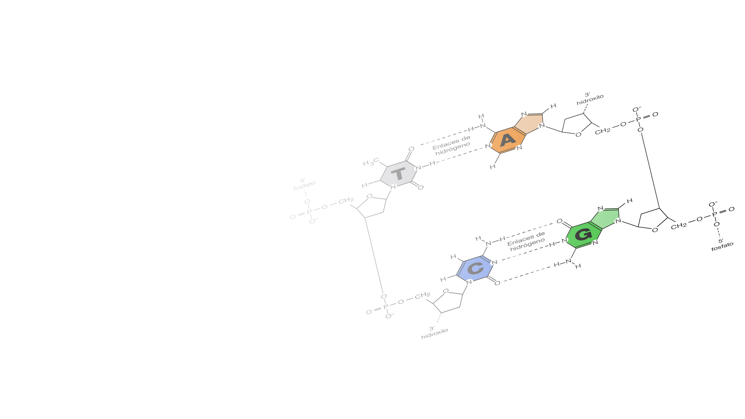 Nucleótido