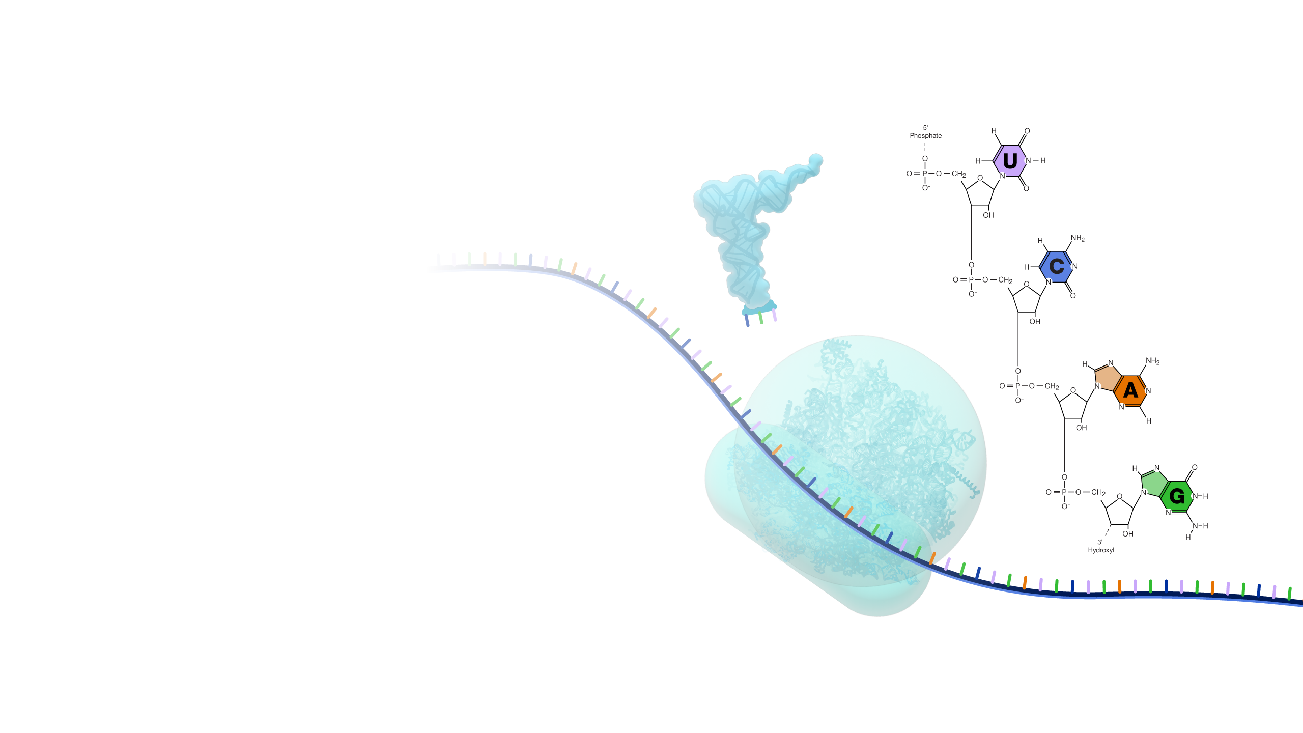 Ribonucleic Acid