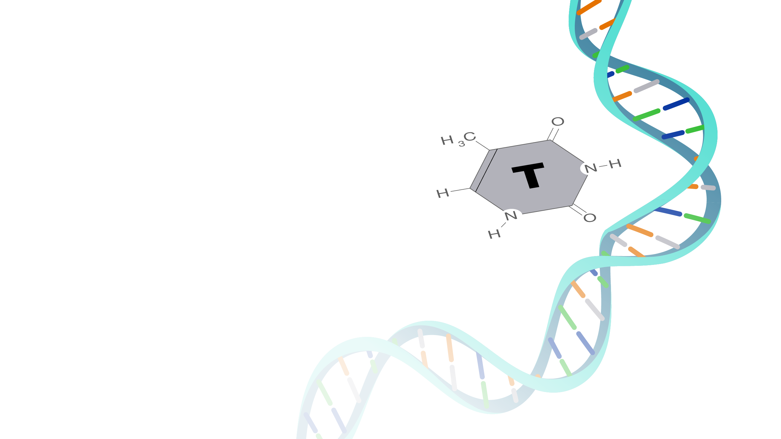 Thymine