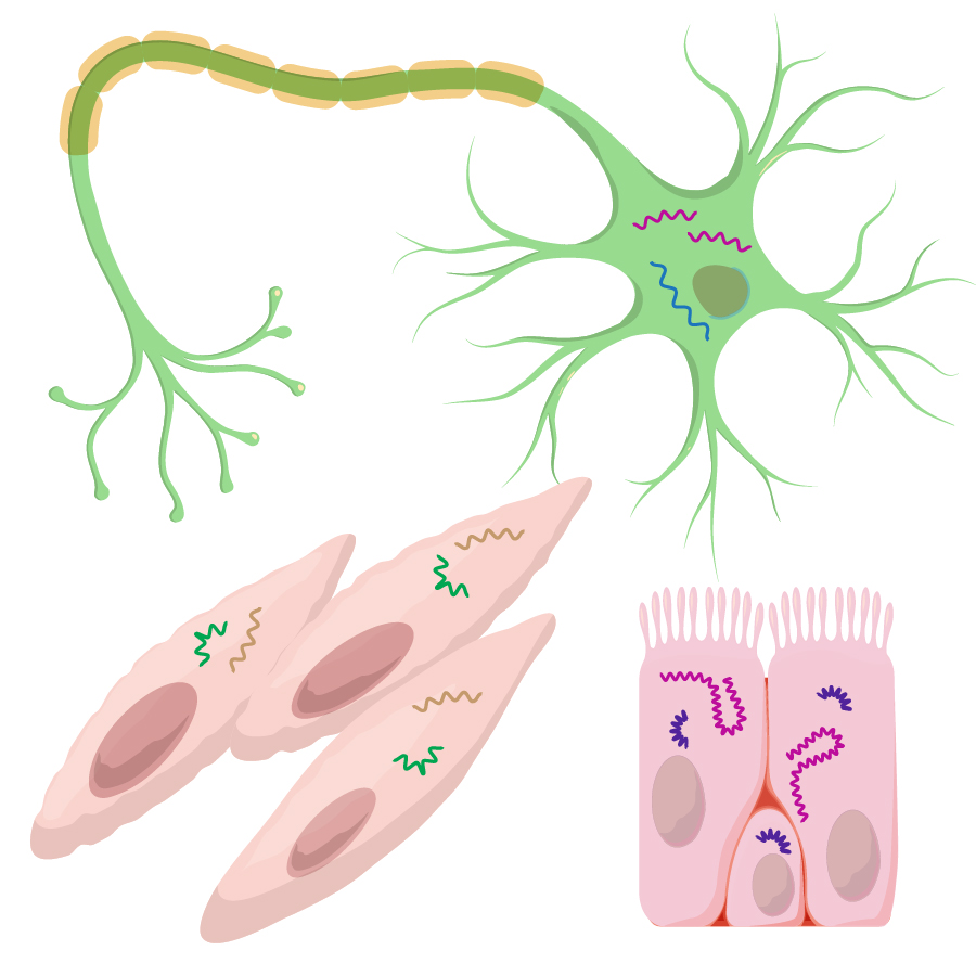 Different cells with Different RNA