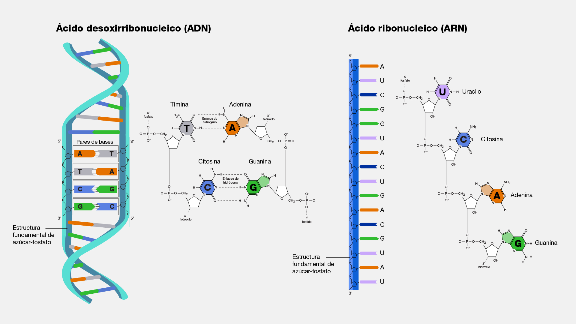  Ácidos nucleicos