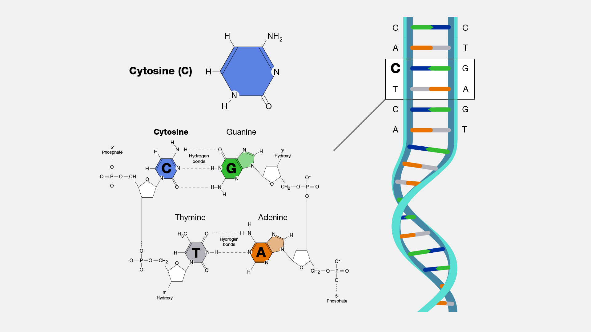  Cytosine