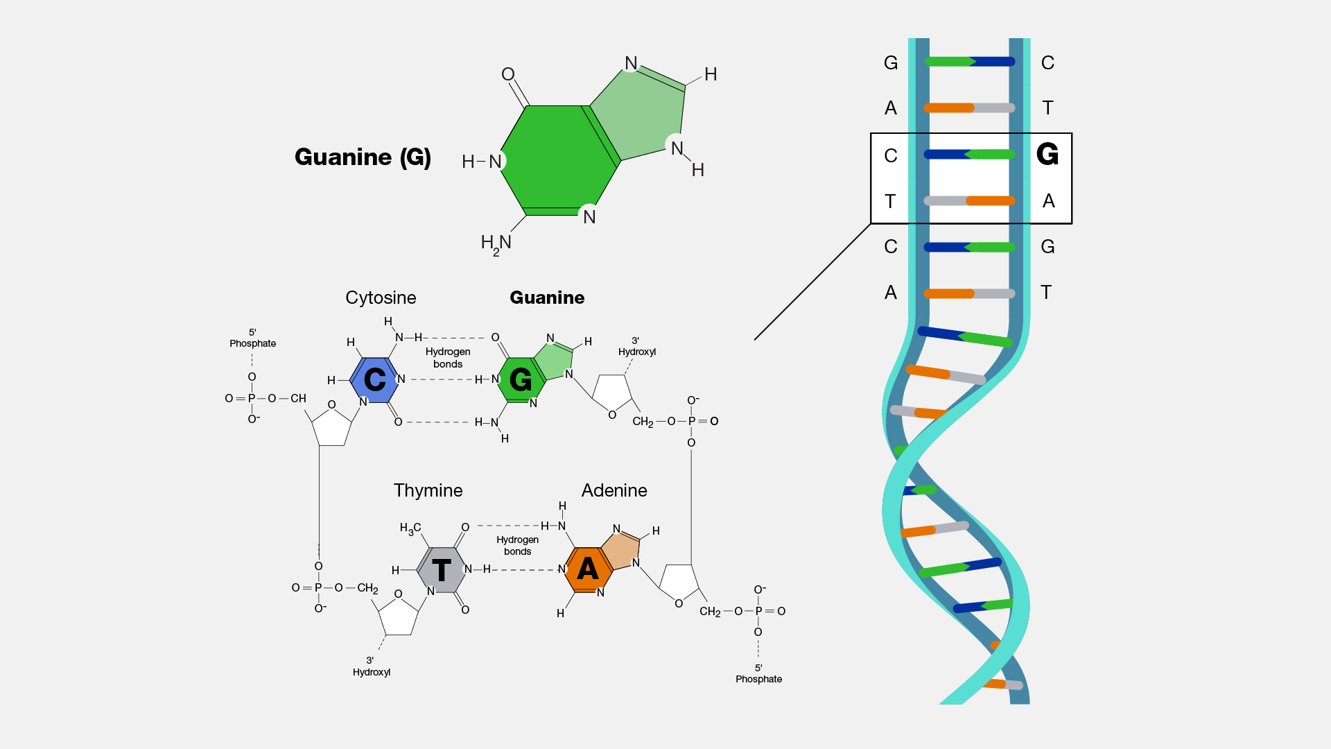  Guanine