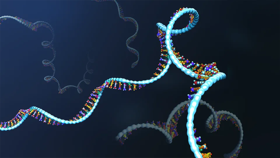 Ribonucleic Acid (RNA)