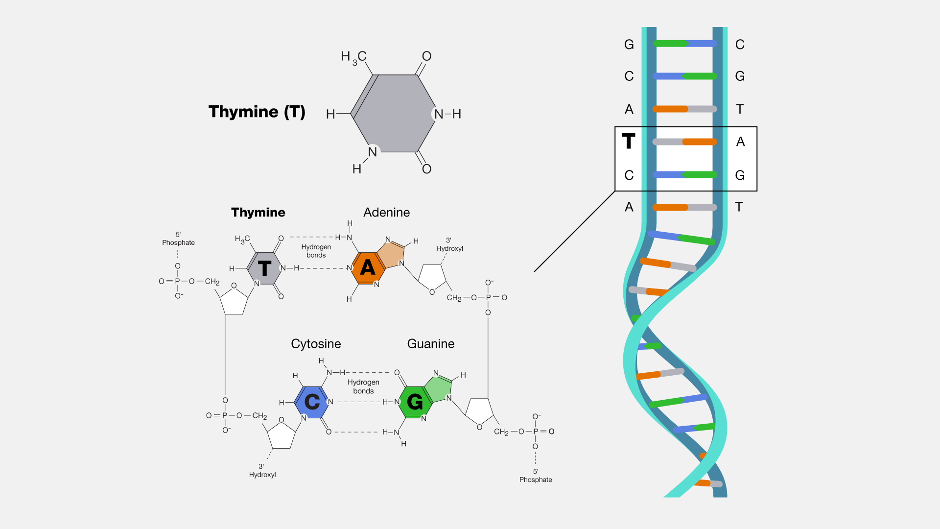  Thymine