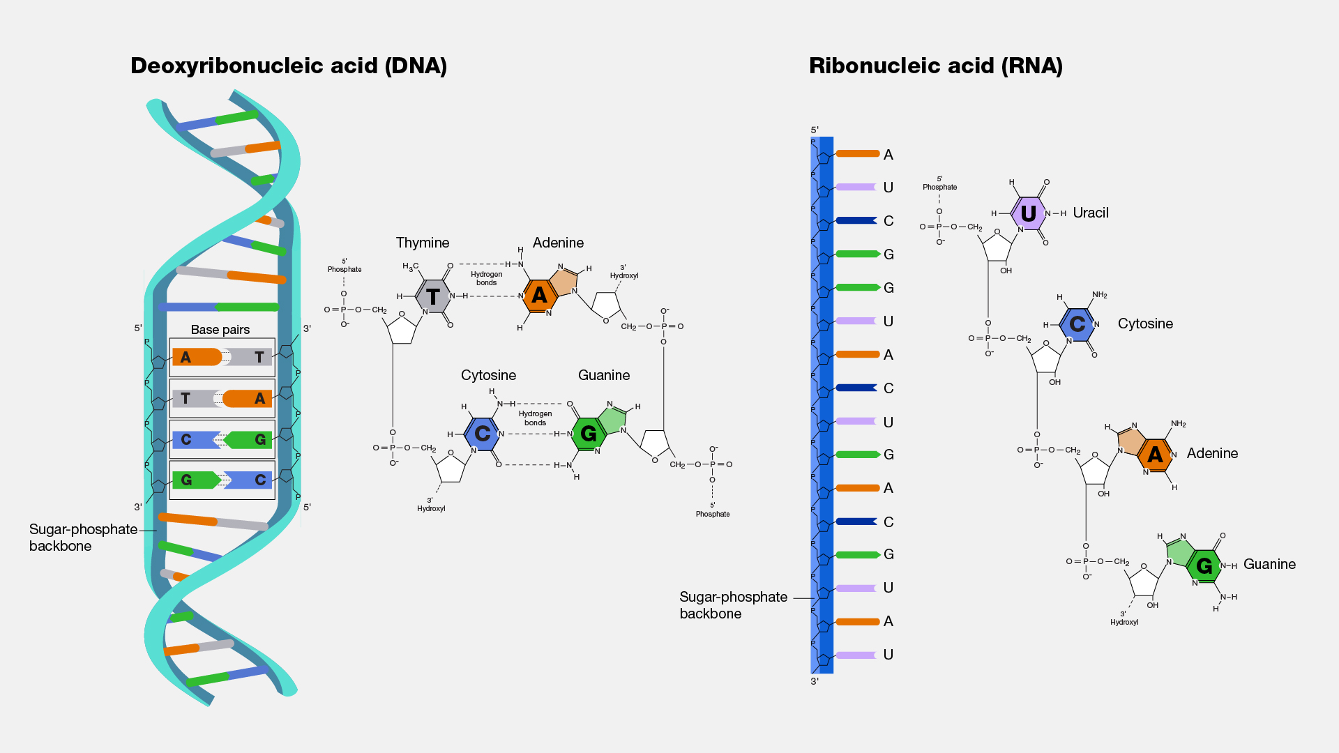  Nucleic Acid