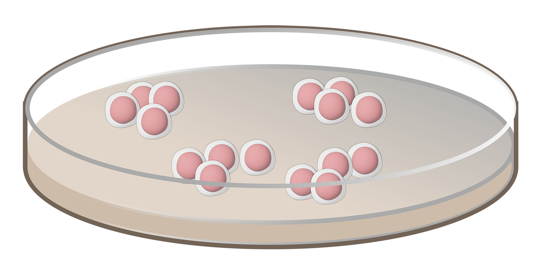 Cells in a Petri dish