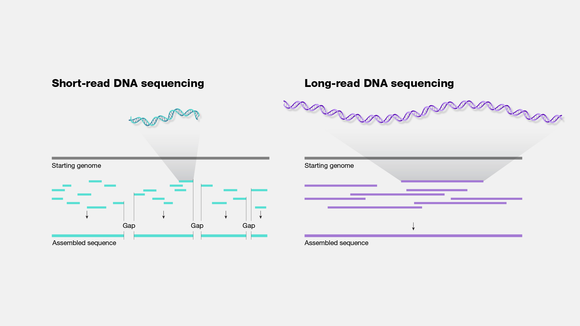  Long-Read DNA Sequencing