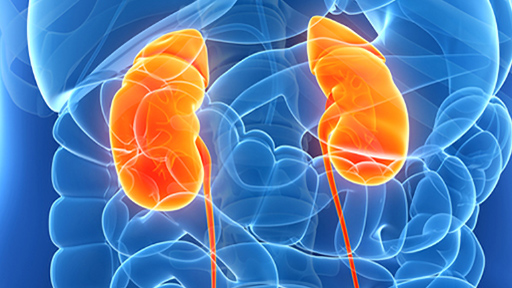 Kidneys