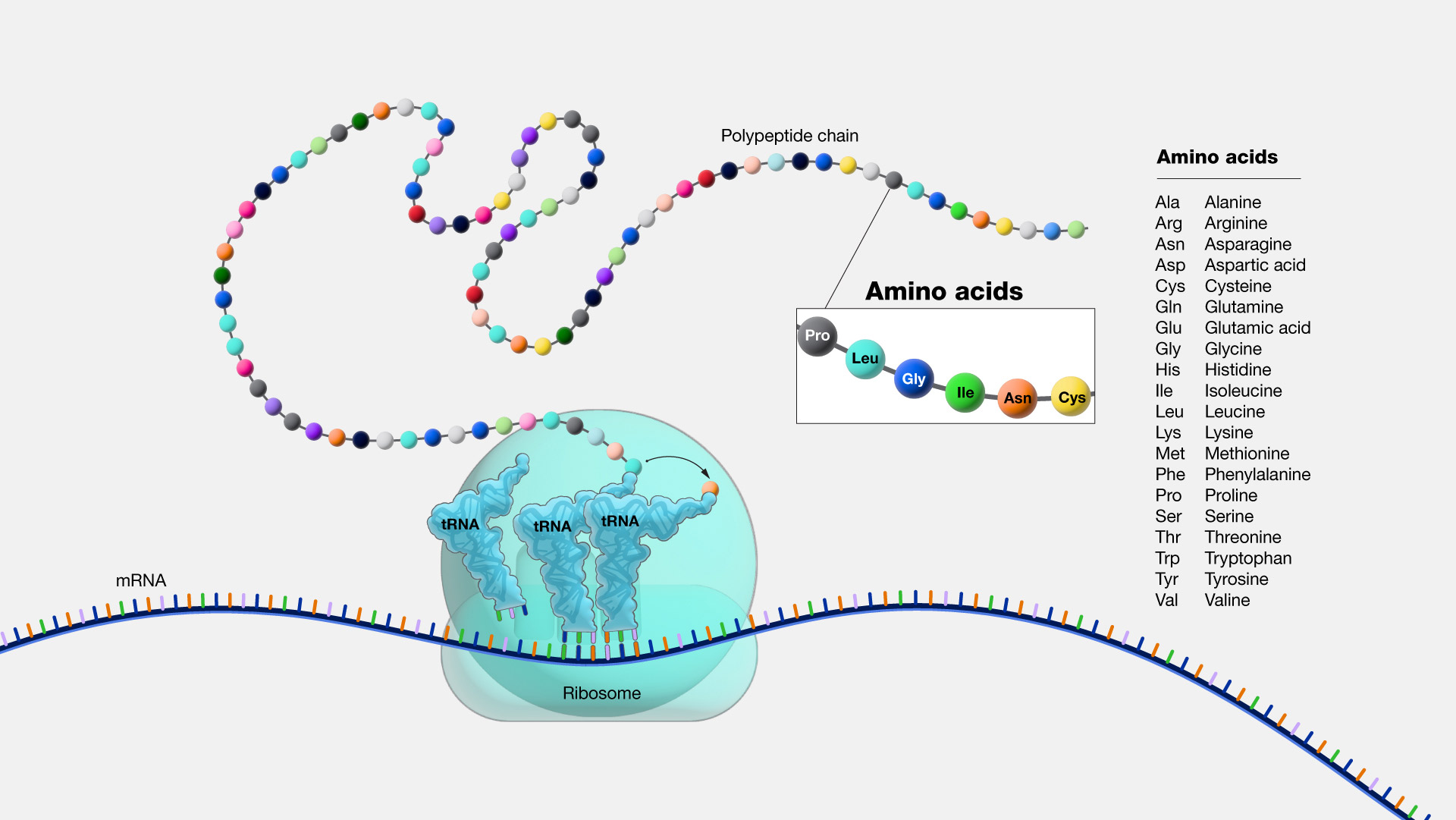  Amino-acids