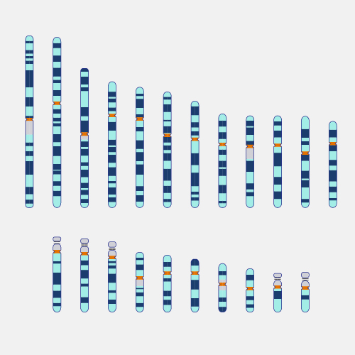 Automsomes_dyn