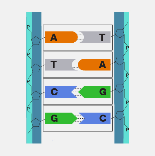 Base-pair_dyn