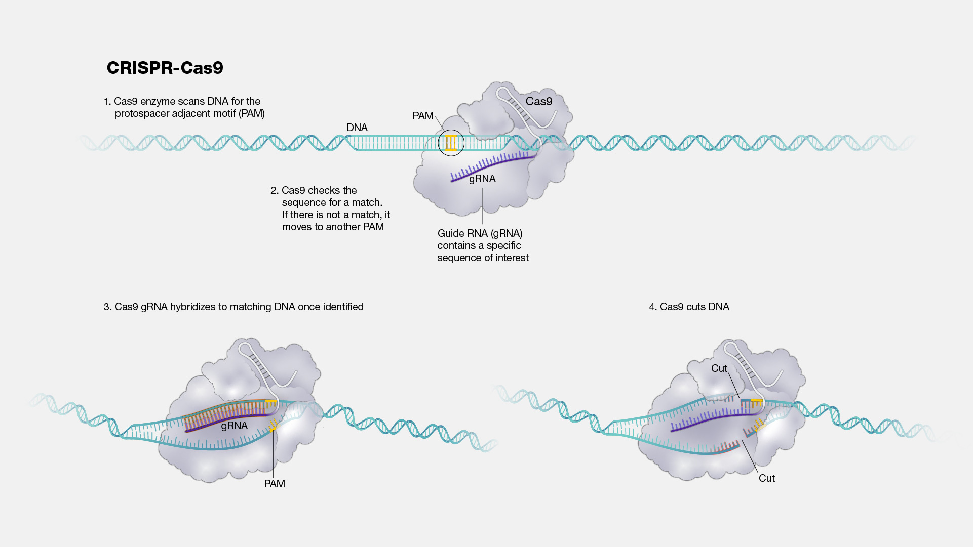  CRISPR