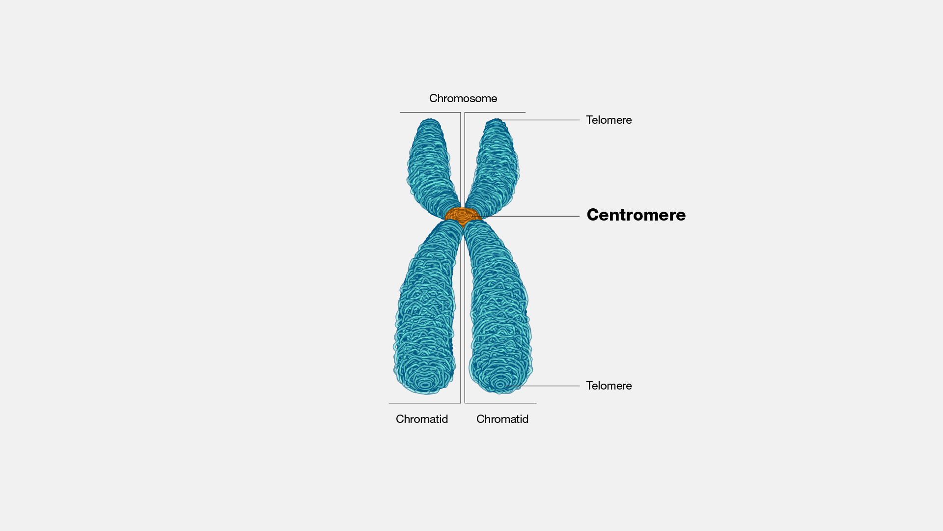  Centromere