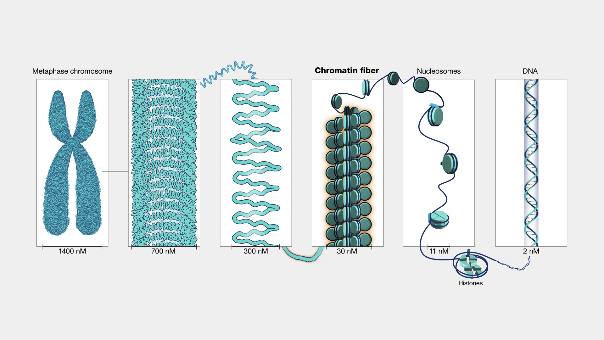  Chromatin