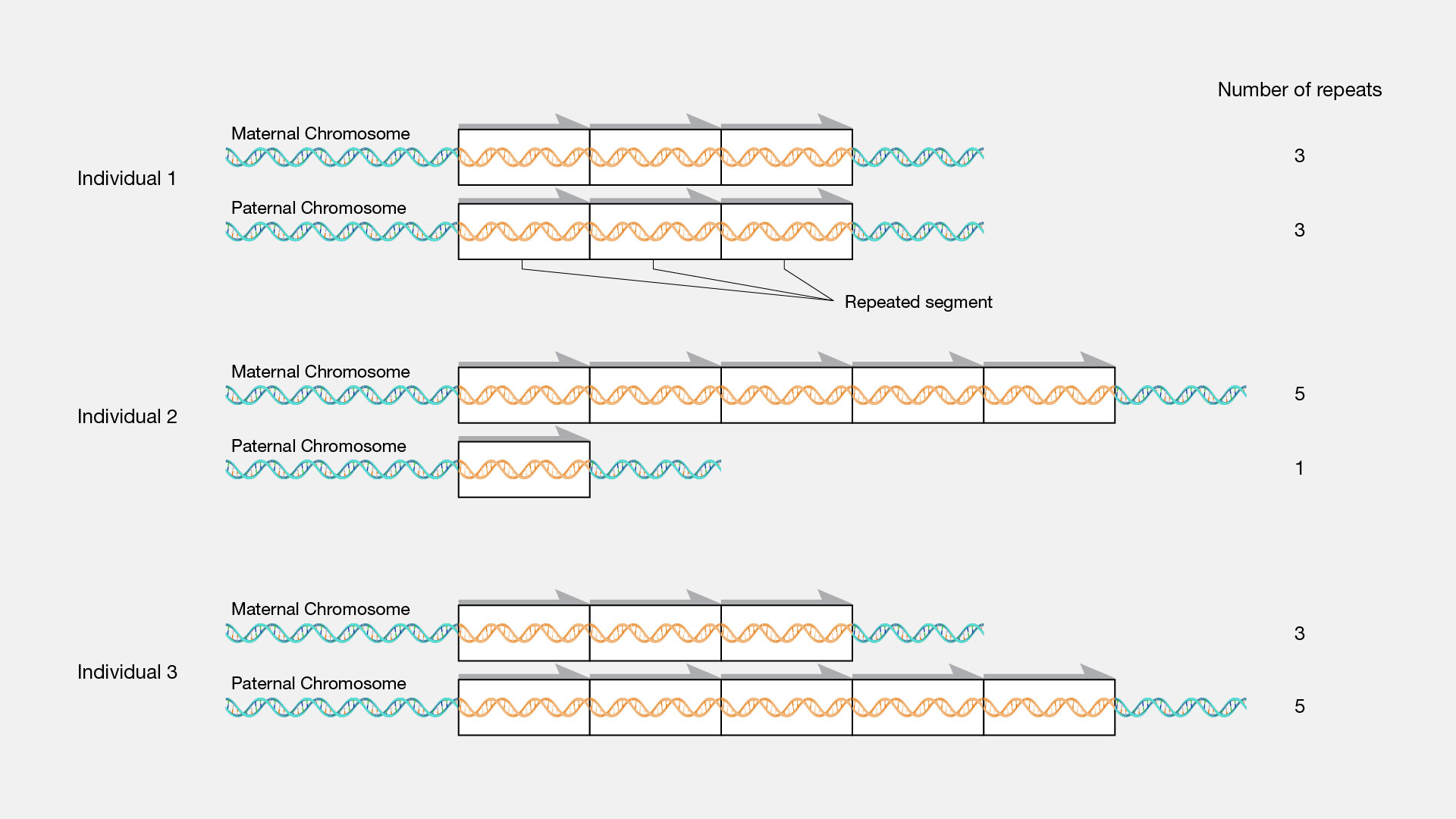  Copy-number-variation