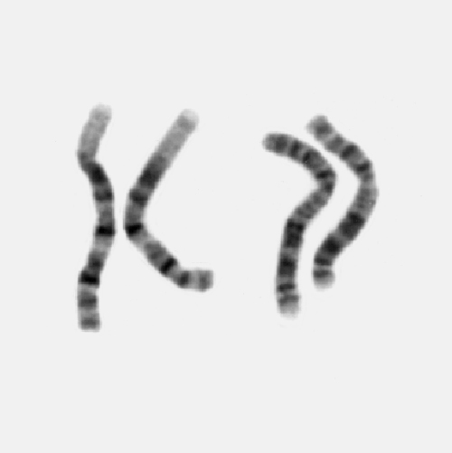 Cytogenetics_dyn