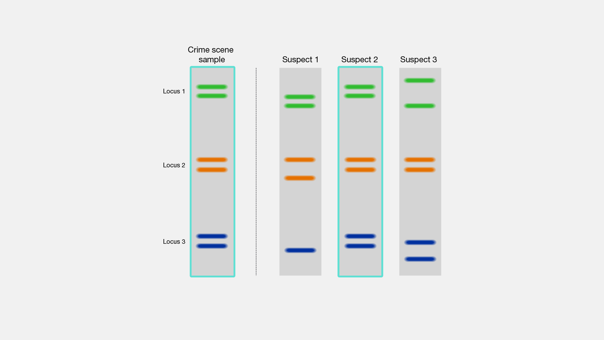  DNA-fingerprinting