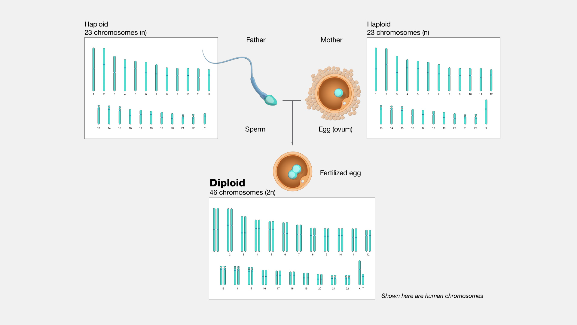  Diploid