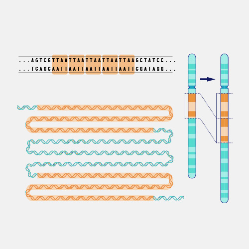 Duplication_dyn