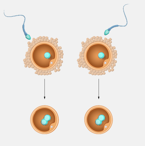 Fraternal-twins_dyn