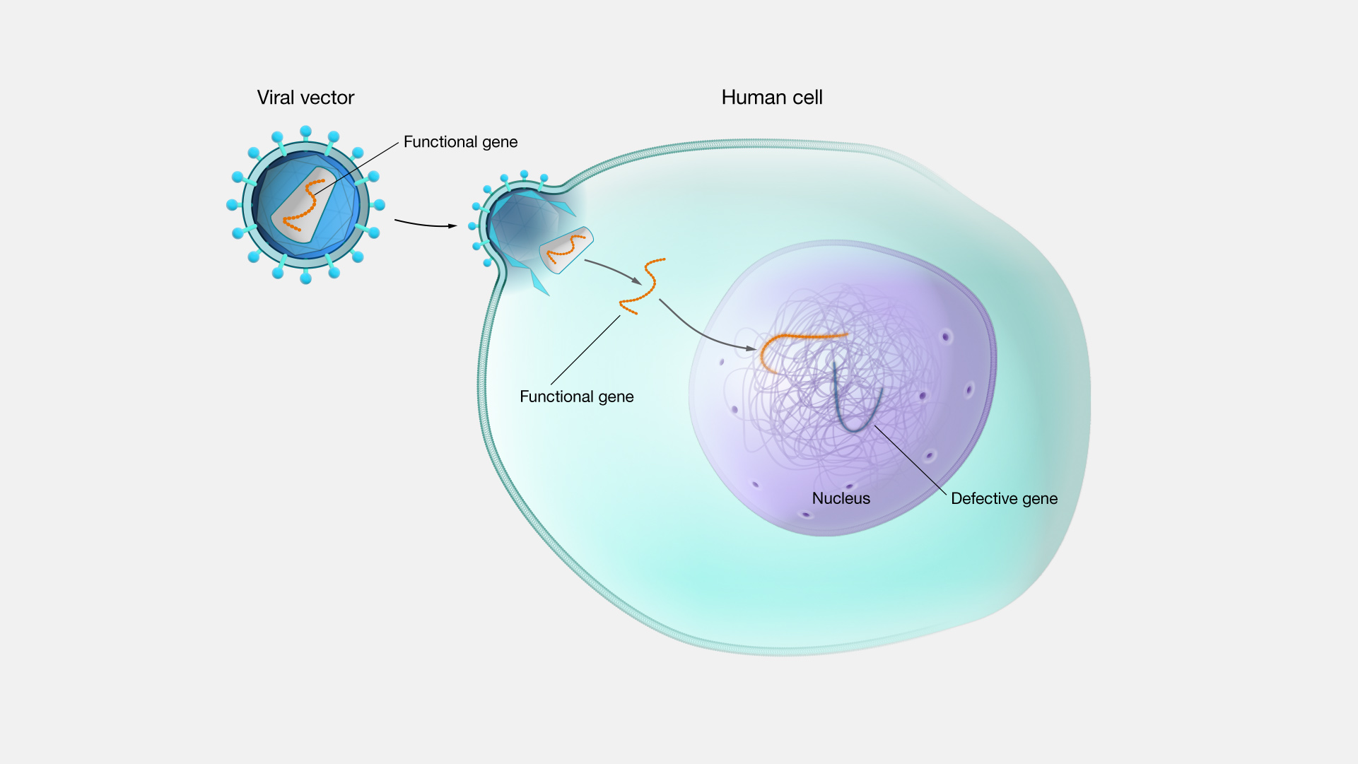  Gene-therapy