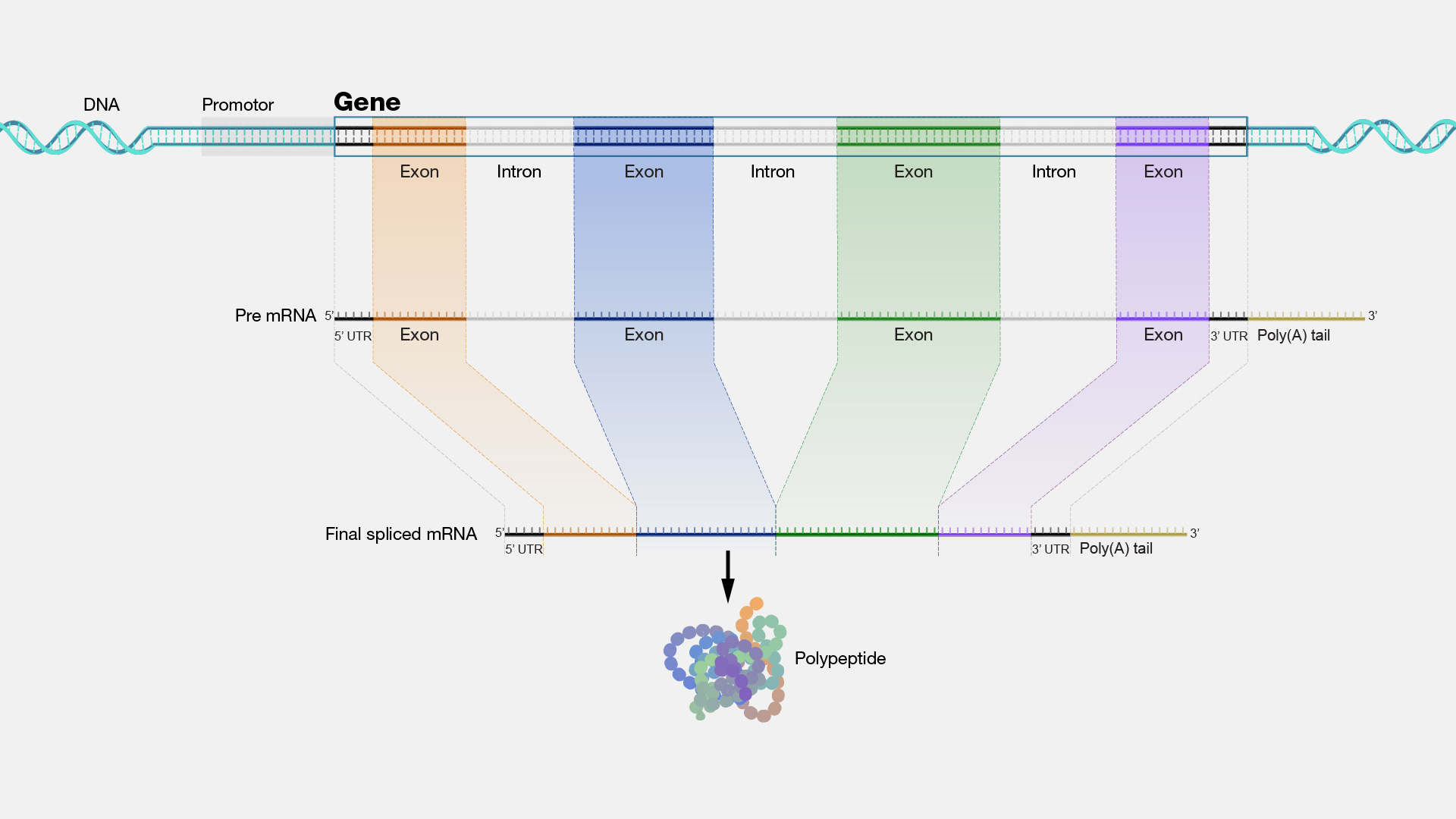  Gene