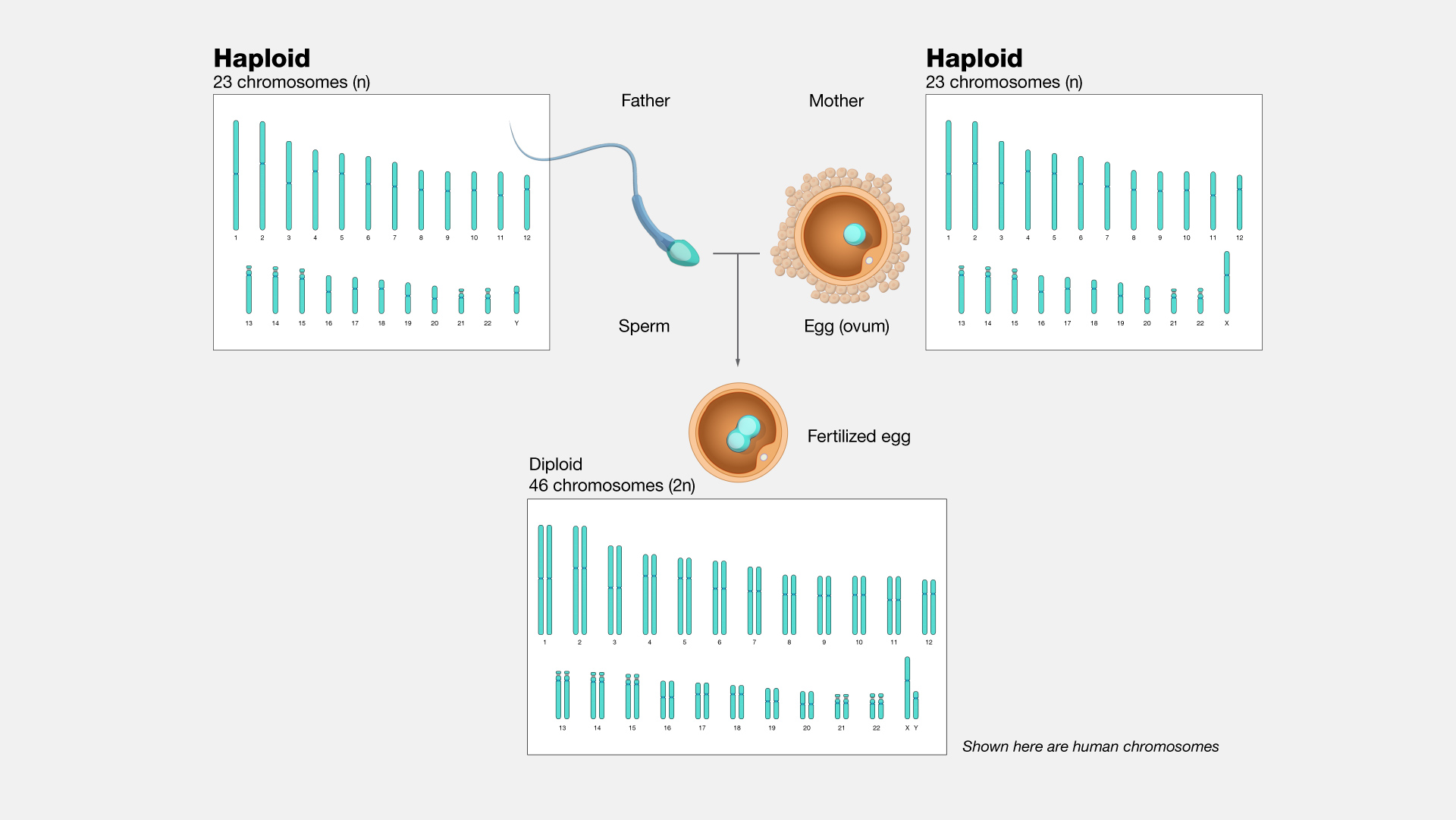  Haploid