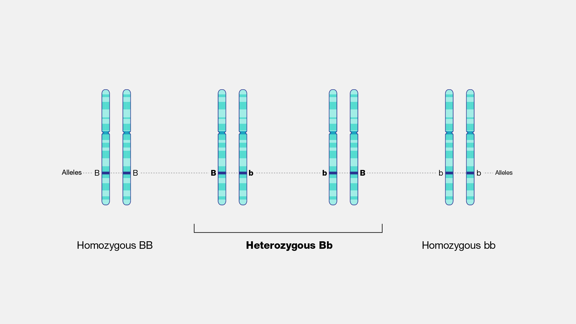  Heterozygous