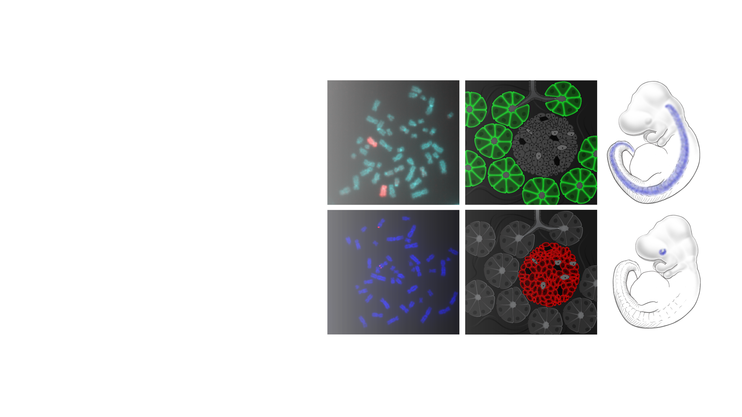 In-Situ-Hybridization_hero