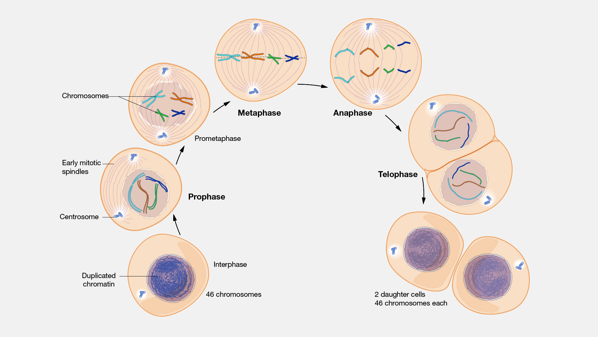  Mitosis