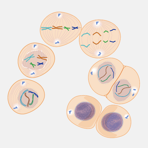 Mitosis_dyn