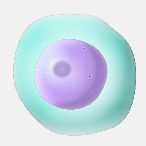 Nucleolus_dyn