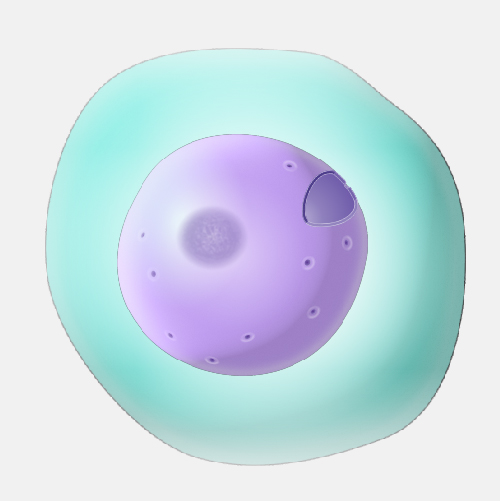 Nucleopore_dyn