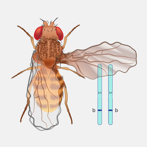 Phenotype_dyn