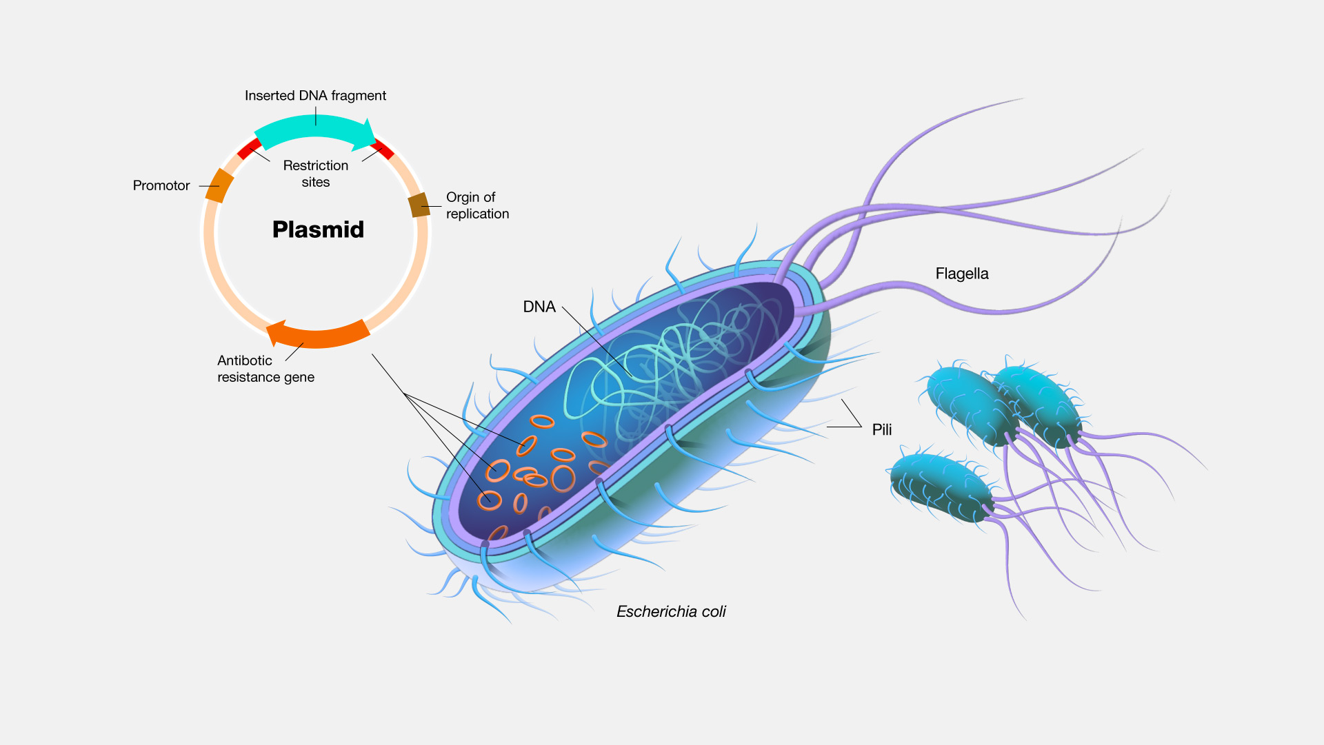  Plasmid