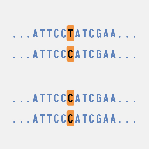 Polymorphism_dyn