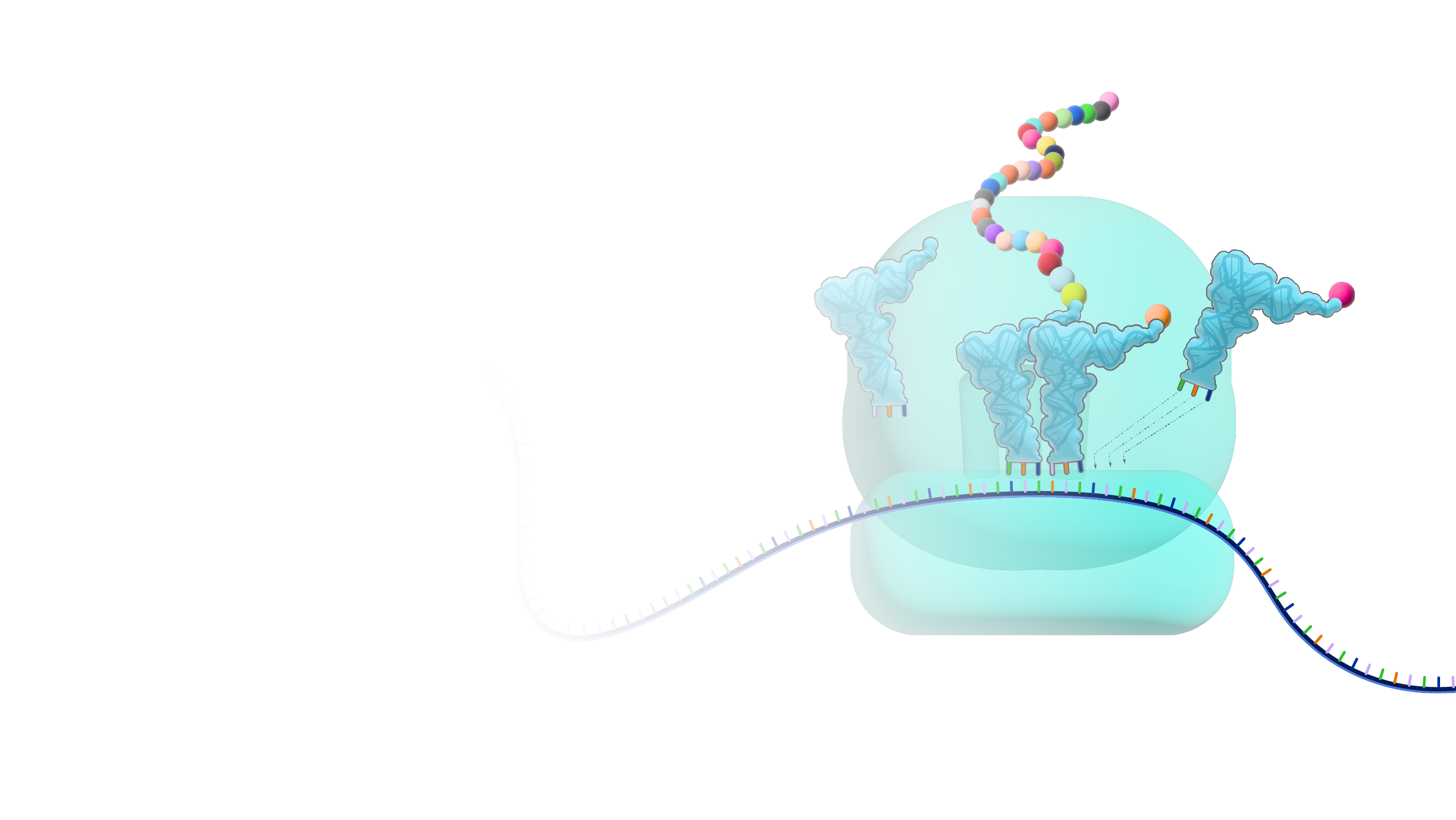 Ribosome_hero