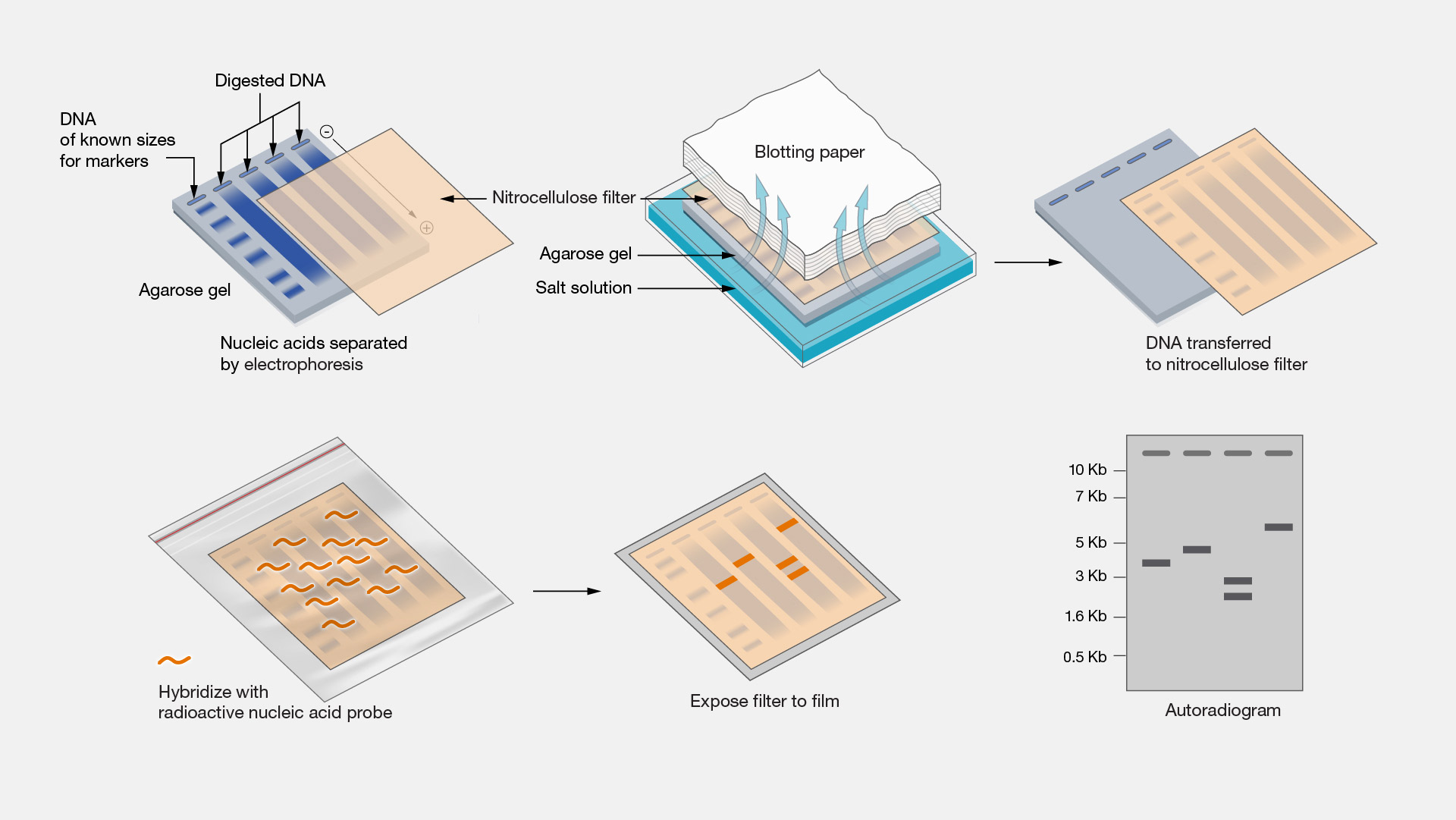  Southern-blot