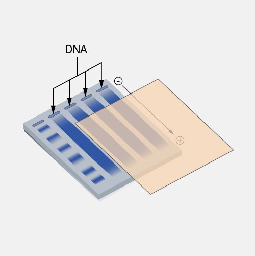 Southern-blot_dyn