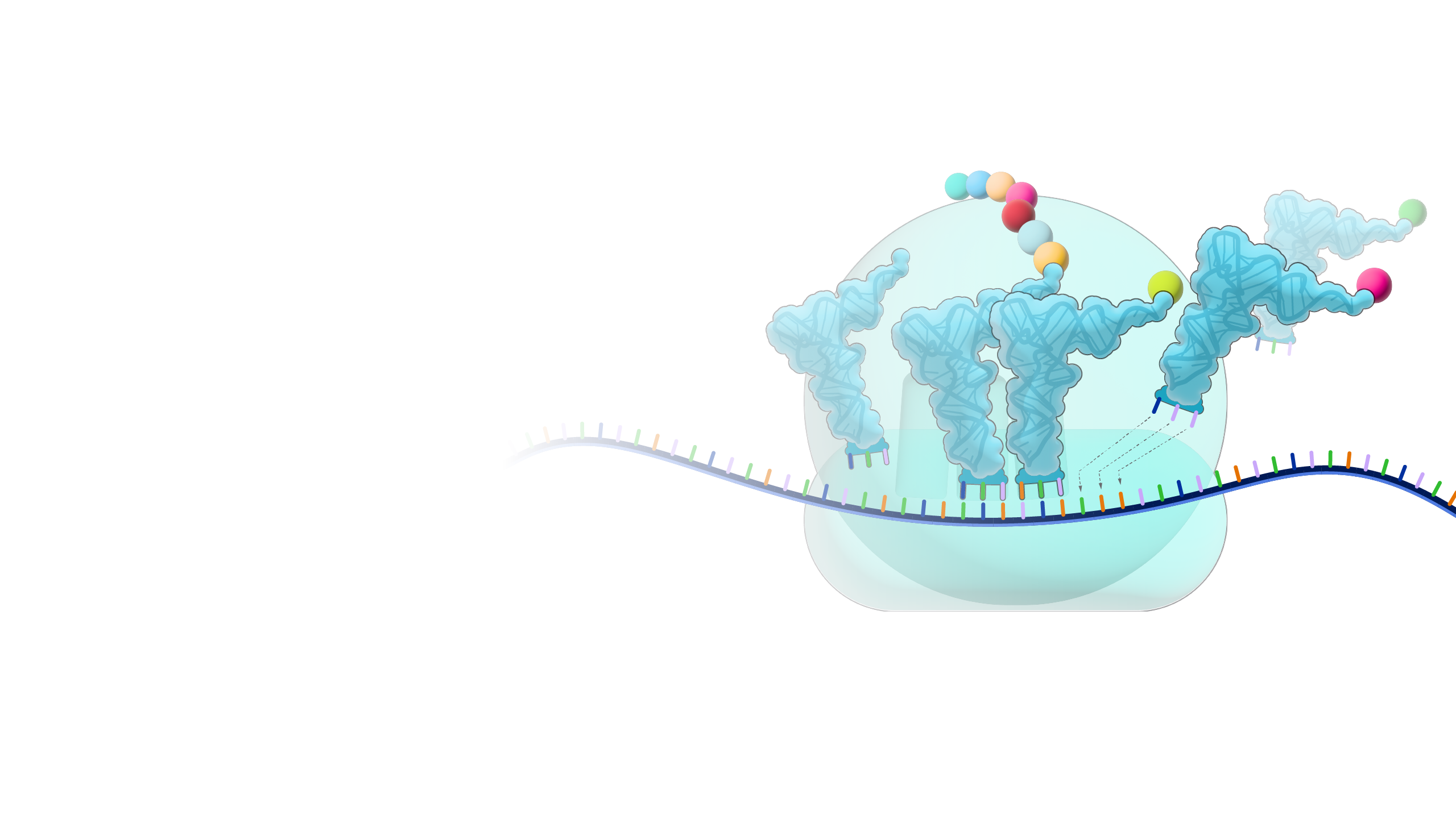 Transfer_RNA_hero