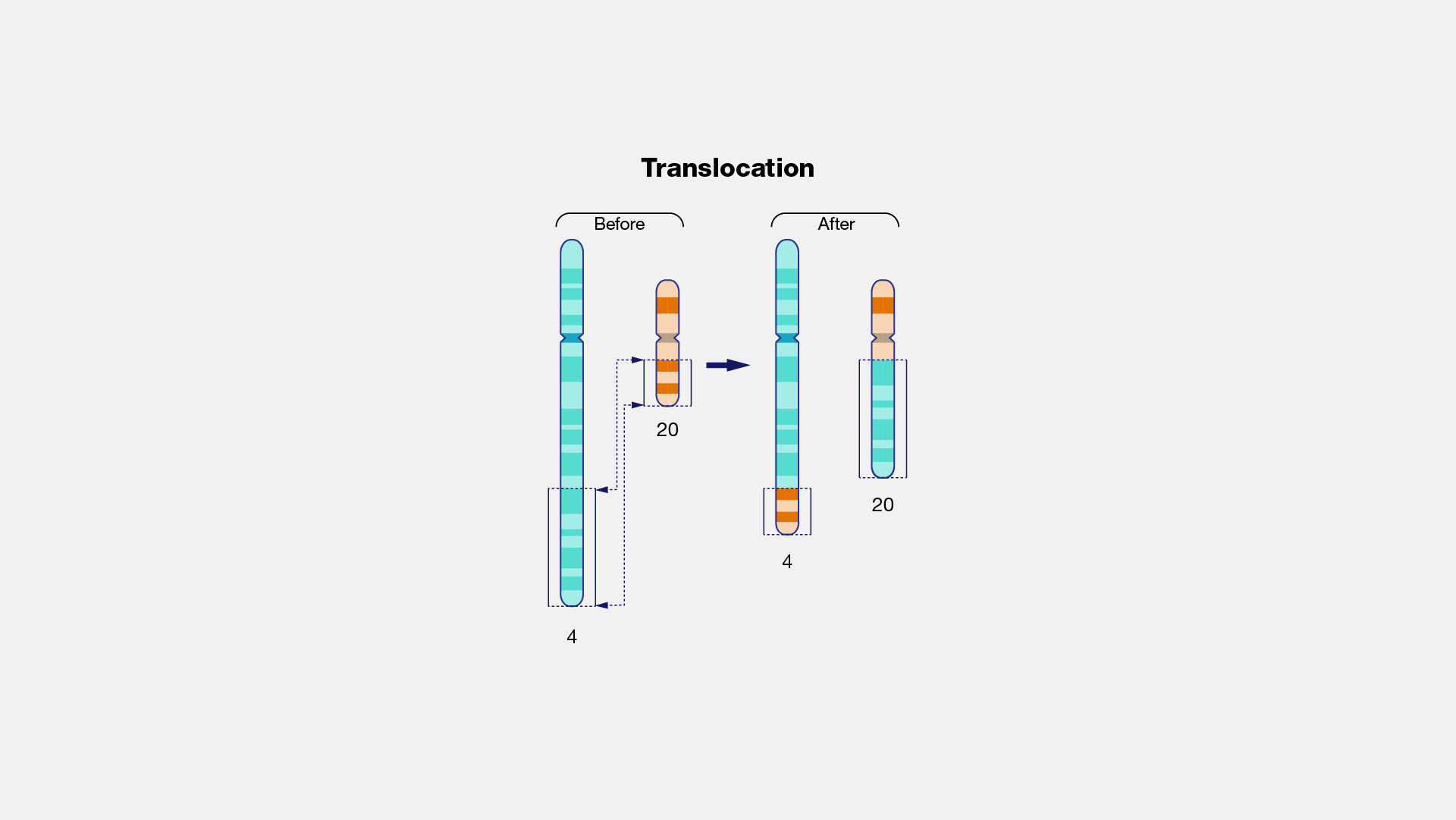  Translocation