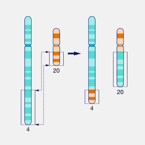 Translocation_dyn