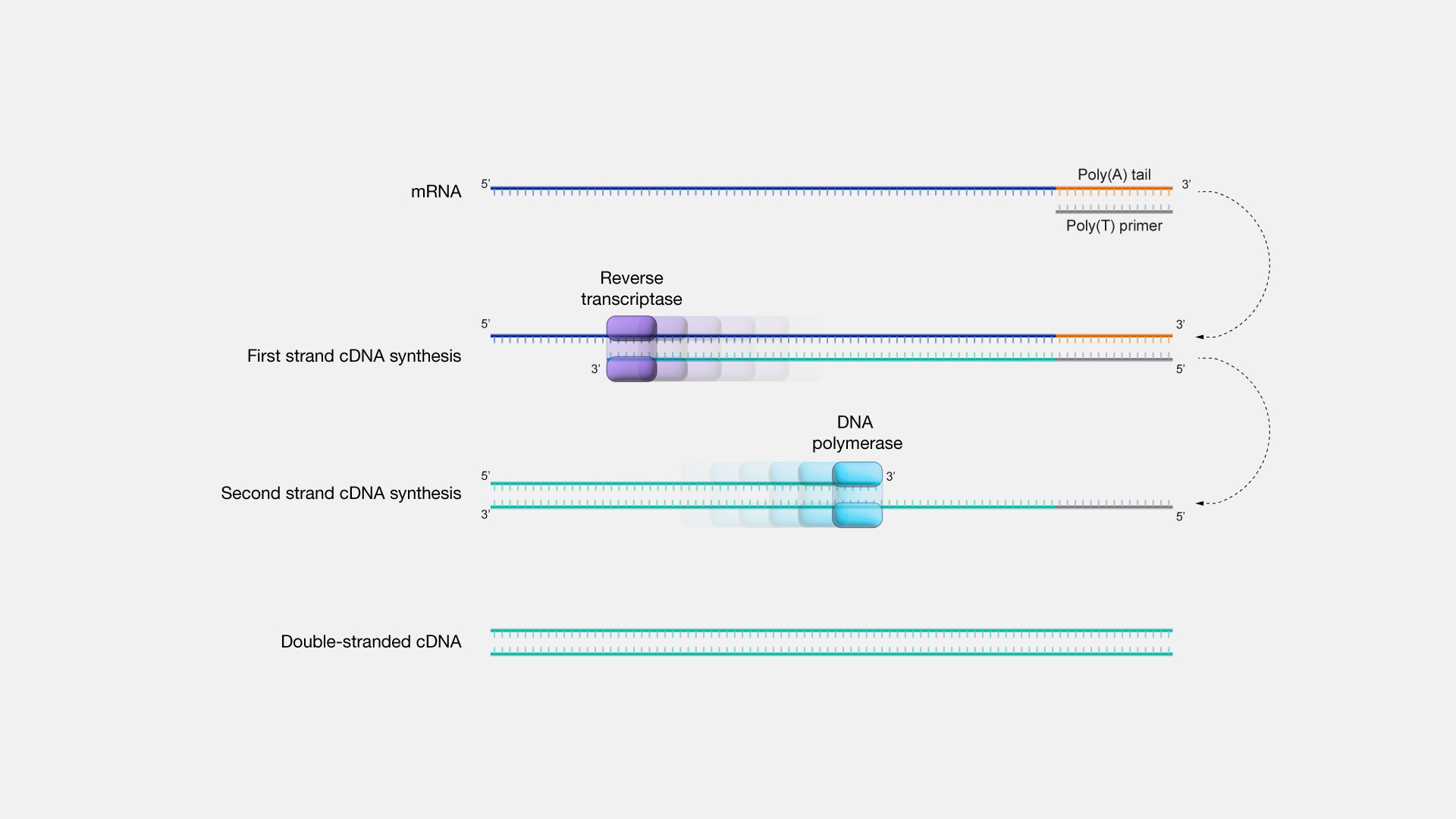  cDNA